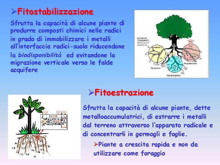 ØFitostabilizzazione Sfrutta la capacità di alcune piante di produrre composti chimici nelle radici in