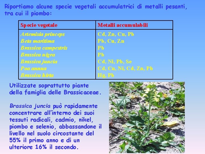 Riportiamo alcune specie vegetali accumulatrici di metalli pesanti, tra cui il piombo: Specie vegetale