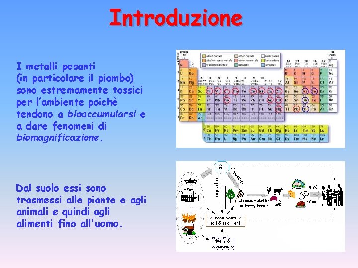 Introduzione I metalli pesanti (in particolare il piombo) sono estremamente tossici per l’ambiente poichè