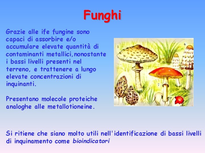 Funghi Grazie alle ife fungine sono capaci di assorbire e/o accumulare elevate quantità di