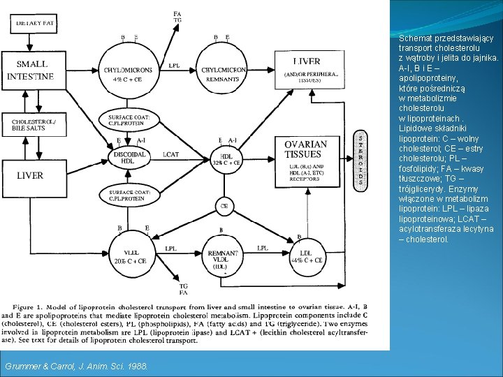 Schemat przedstawiający transport cholesterolu z wątroby i jelita do jajnika. A-I, B i E