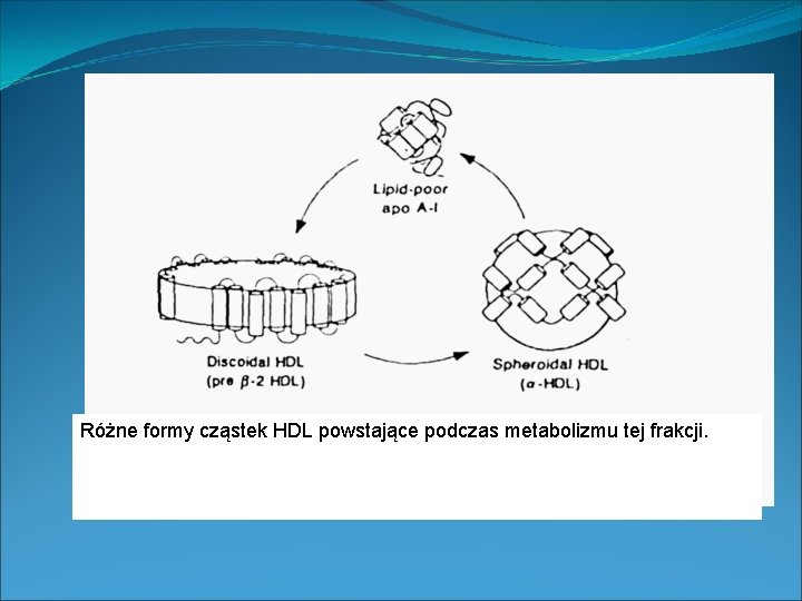 Różne formy cząstek HDL powstające podczas metabolizmu tej frakcji. 