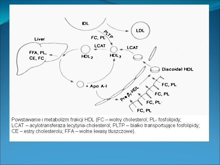 Powstawanie i metabolizm frakcji HDL (FC – wolny cholesterol; PL- fosfolipidy; LCAT – acylotransferaza