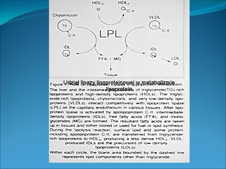 Udział lipazy lipoproteinowej w metabolizmie lipoprotein. 