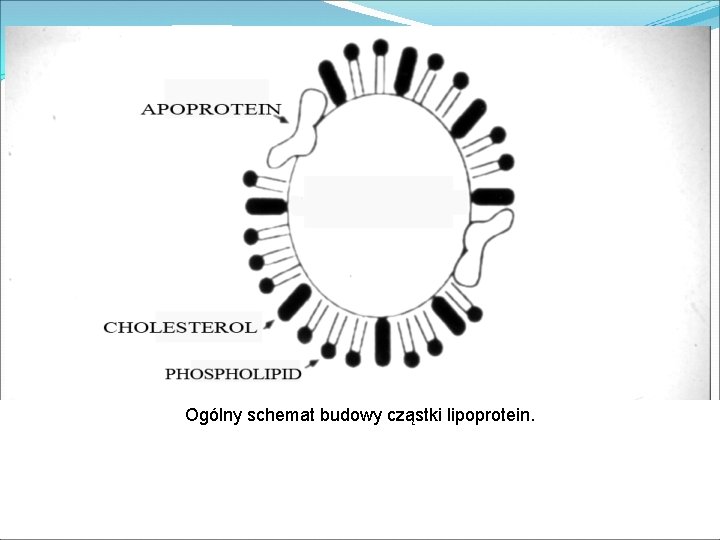Ogólny schemat budowy cząstki lipoprotein. 