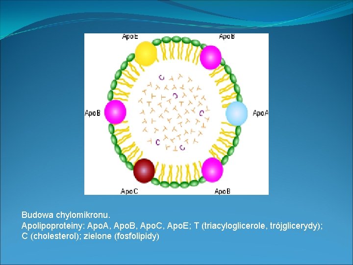 Budowa chylomikronu. Apolipoproteiny: Apo. A, Apo. B, Apo. C, Apo. E; T (triacyloglicerole, trójglicerydy);