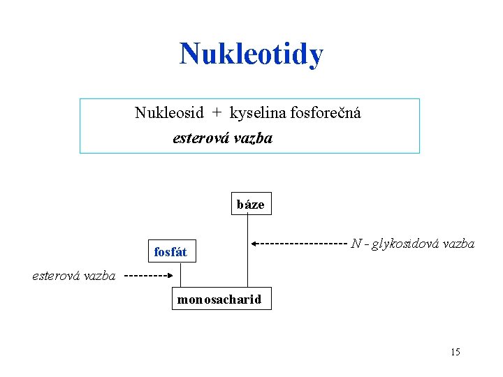 Nukleotidy Nukleosid + kyselina fosforečná esterová vazba báze fosfát N - glykosidová vazba esterová