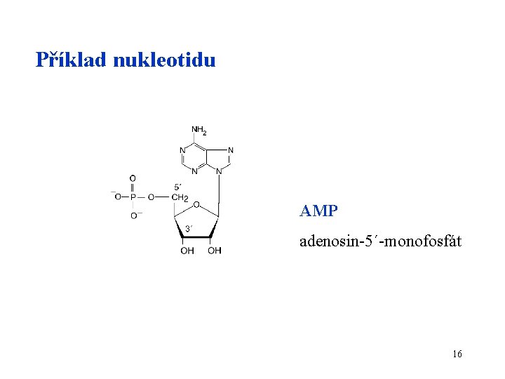 Příklad nukleotidu AMP adenosin-5´-monofosfát 16 