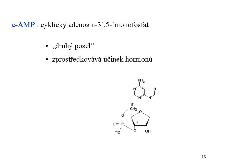 c-AMP : cyklický adenosin-3´, 5 -´monofosfát • „druhý posel“ • zprostředkovává účinek hormonů 18