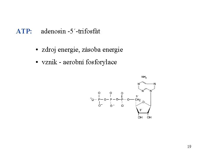 ATP: adenosin -5´-trifosfát • zdroj energie, zásoba energie • vznik - aerobní fosforylace 19