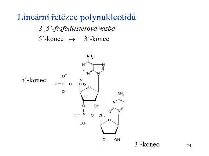 Lineární řetězec polynukleotidů 3´, 5´-fosfodiesterová vazba 5´-konec 3´-konec 5´-konec 3´-konec 24 