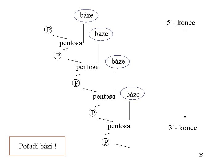 báze P 5´- konec báze pentosa P pentosa báze P pentosa Pořadí bází !