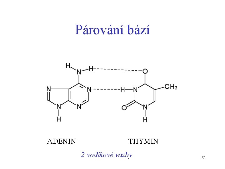 Párování bází ADENIN THYMIN 2 vodíkové vazby 31 