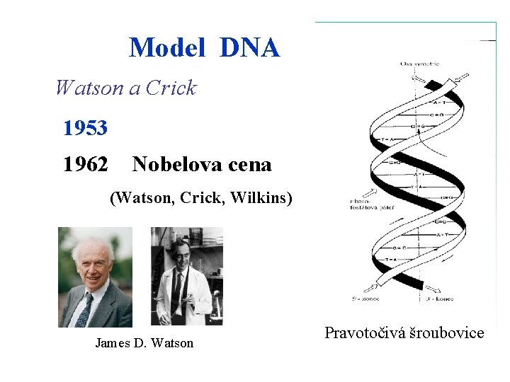 Model DNA Watson a Crick 1953 1962 Nobelova cena (Watson, Crick, Wilkins) James D.