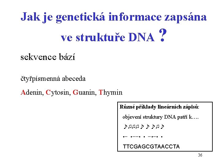 Jak je genetická informace zapsána ve struktuře DNA ? sekvence bází čtyřpísmenná abeceda Adenin,