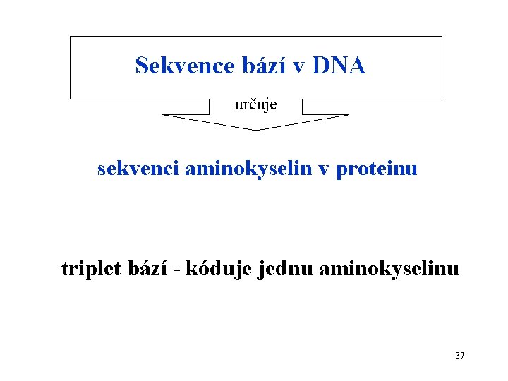 Sekvence bází v DNA určuje sekvenci aminokyselin v proteinu triplet bází - kóduje jednu