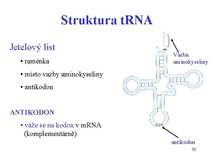 Struktura t. RNA Jetelový list • raménka Vazba aminokyseliny • místo vazby aminokyseliny •