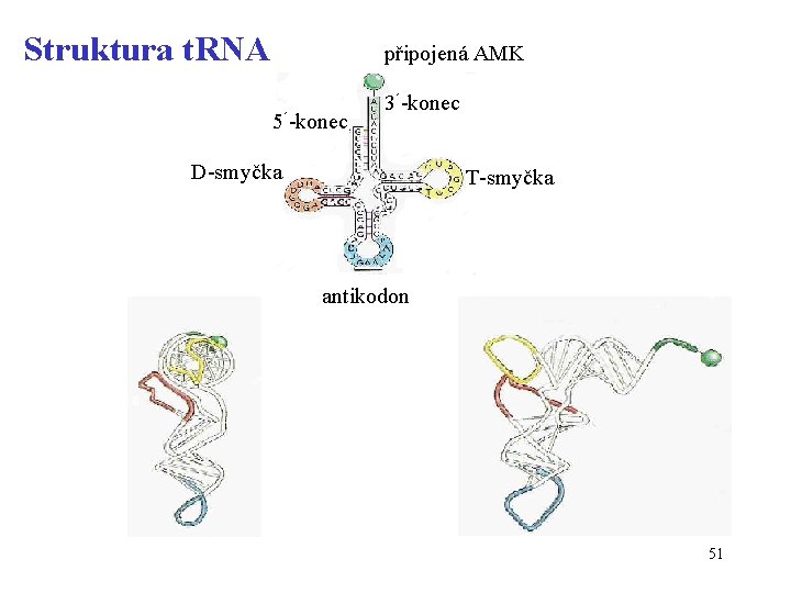 Struktura t. RNA připojená AMK 5´-konec 3´-konec D-smyčka T-smyčka antikodon 51 
