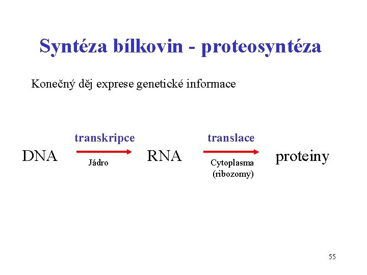 Syntéza bílkovin - proteosyntéza Konečný děj exprese genetické informace transkripce DNA Jádro translace RNA