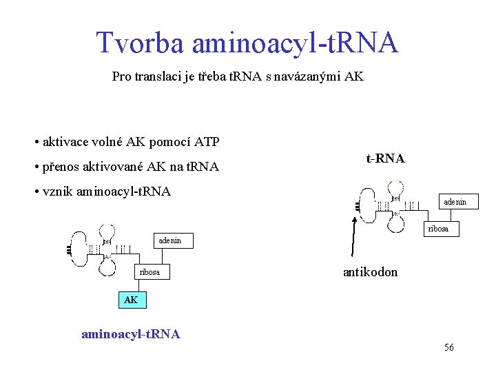 Tvorba aminoacyl-t. RNA Pro translaci je třeba t. RNA s navázanými AK • aktivace