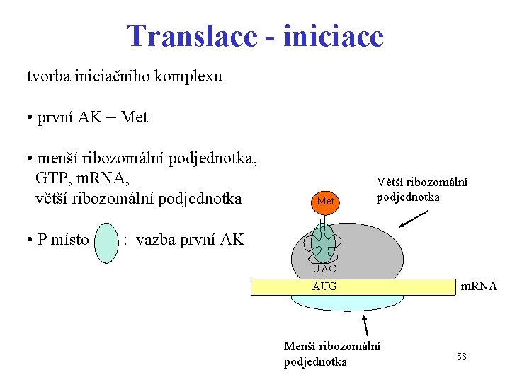 Translace - iniciace tvorba iniciačního komplexu • první AK = Met • menší ribozomální