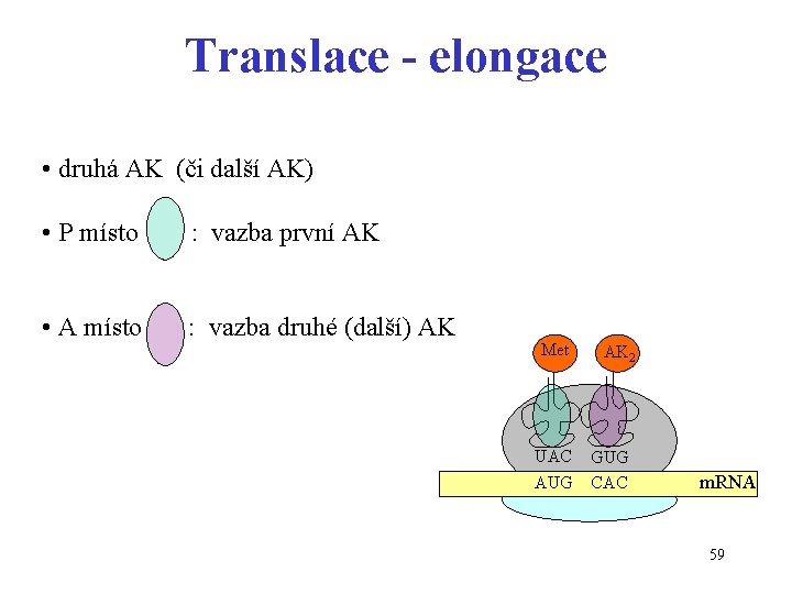 Translace - elongace • druhá AK (či další AK) • P místo : vazba