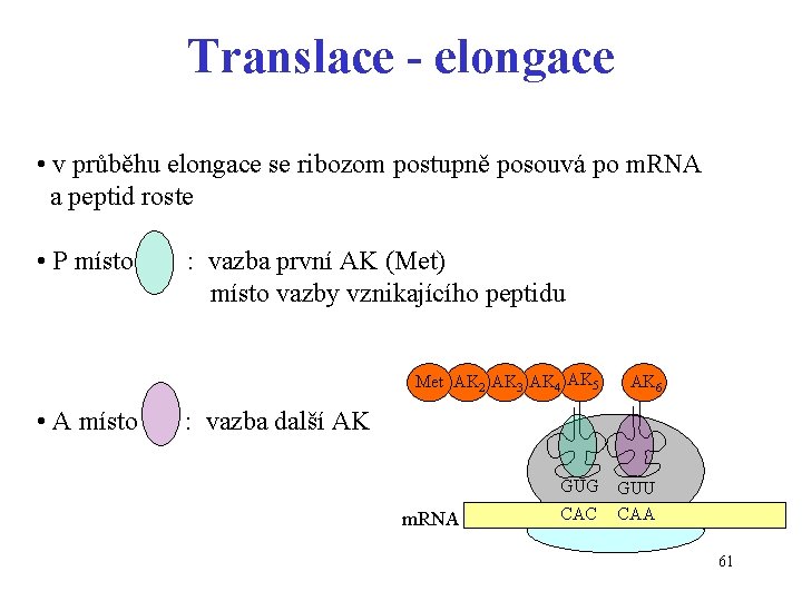 Translace - elongace • v průběhu elongace se ribozom postupně posouvá po m. RNA