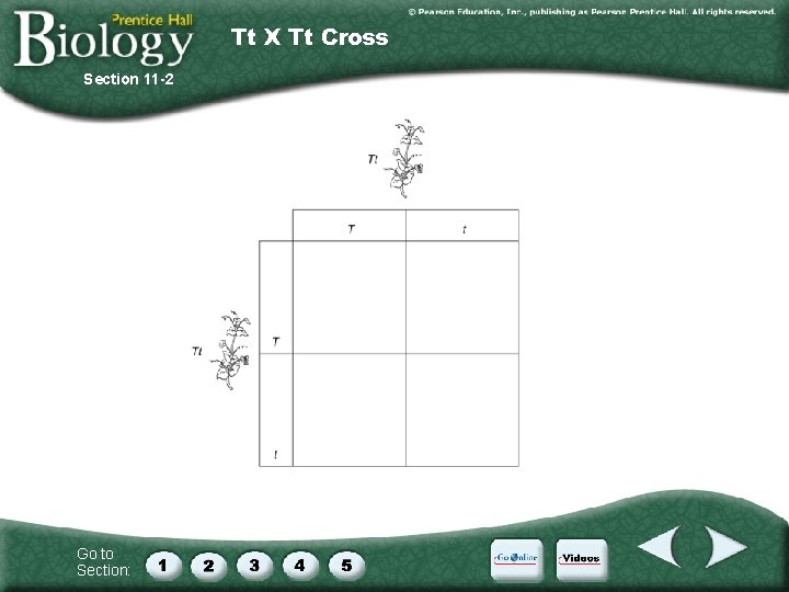 Tt X Tt Cross Section 11 -2 Go to Section: 