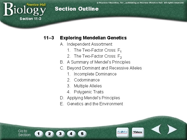 Section Outline Section 11 -3 11– 3 Exploring Mendelian Genetics A. Independent Assortment 1.