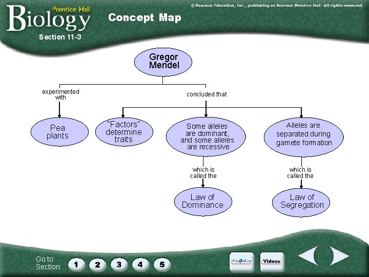 Concept Map Section 11 -3 Gregor Mendel experimented with Pea plants concluded that “Factors”