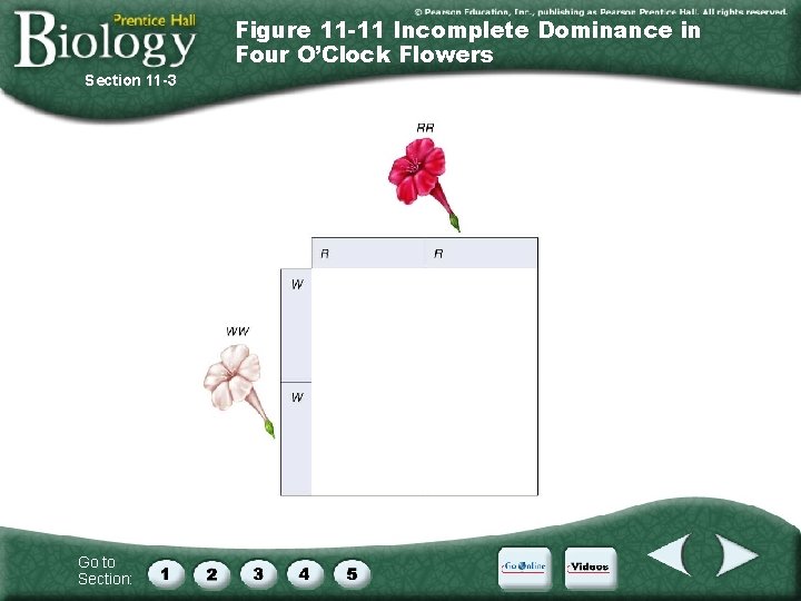 Figure 11 -11 Incomplete Dominance in Four O’Clock Flowers Section 11 -3 Go to