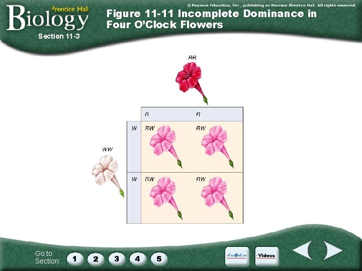 Figure 11 -11 Incomplete Dominance in Four O’Clock Flowers Section 11 -3 Go to