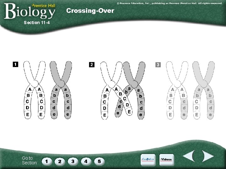 Crossing-Over Section 11 -4 Go to Section: 