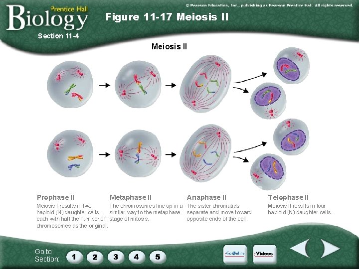 Figure 11 -17 Meiosis II Section 11 -4 Meiosis II Prophase II Metaphase II