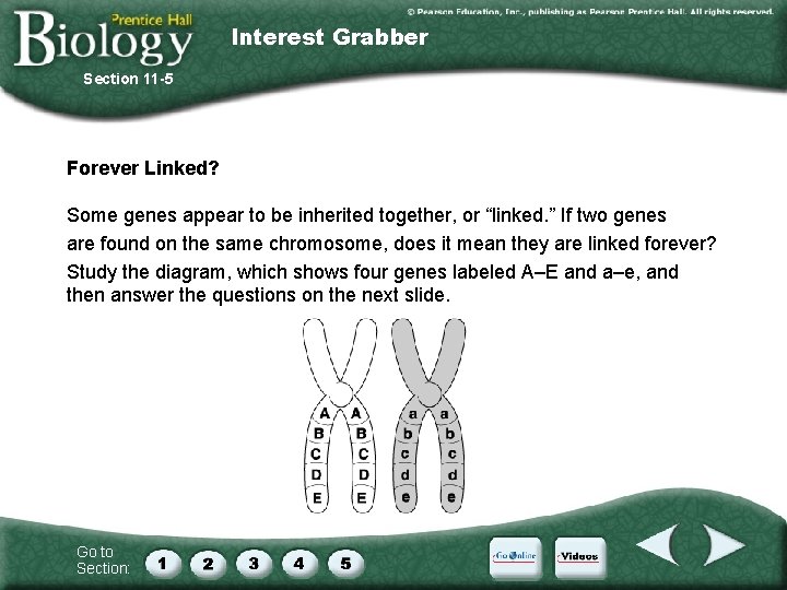 Interest Grabber Section 11 -5 Forever Linked? Some genes appear to be inherited together,