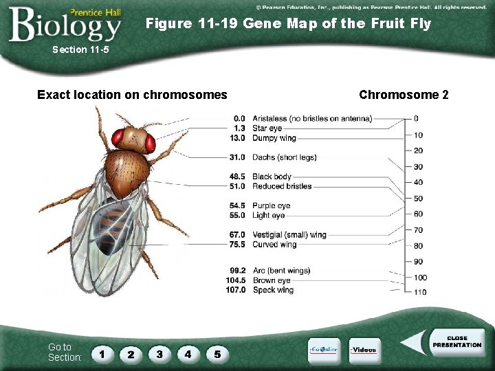 Figure 11 -19 Gene Map of the Fruit Fly Section 11 -5 Exact location