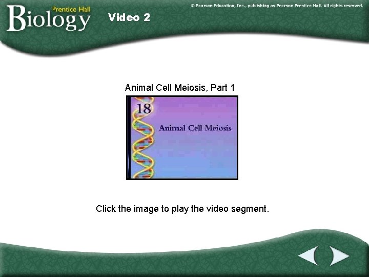 Video 2 Animal Cell Meiosis, Part 1 Click the image to play the video