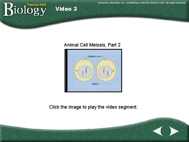 Video 3 Animal Cell Meiosis, Part 2 Click the image to play the video