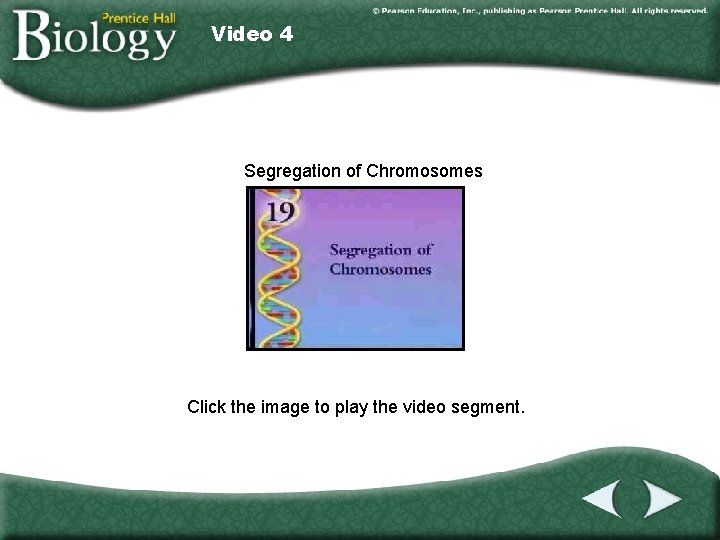 Video 4 Segregation of Chromosomes Click the image to play the video segment. 