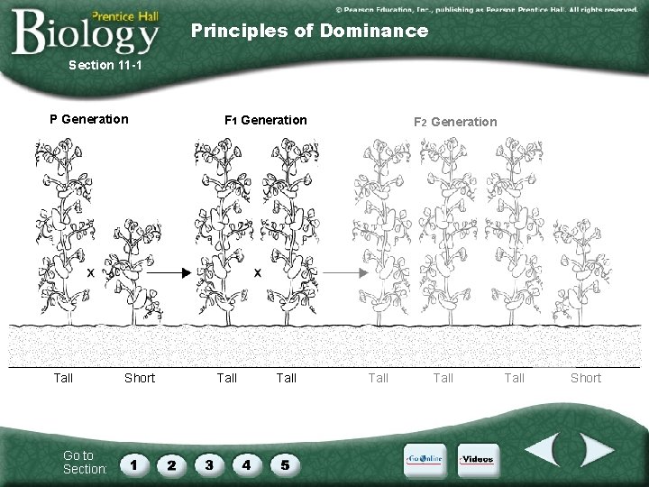 Principles of Dominance Section 11 -1 P Generation Tall Go to Section: Short F