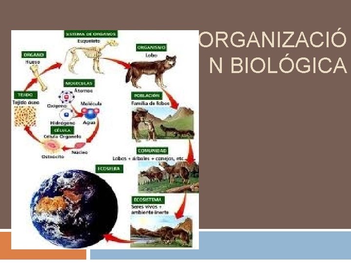 ORGANIZACIÓ N BIOLÓGICA 
