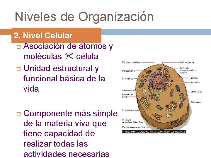 Niveles de Organización 2. Nivel Celular Asociación de átomos y moléculas célula Unidad estructural