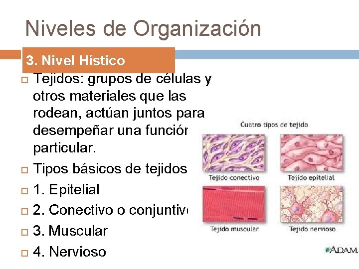 Niveles de Organización 3. Nivel Hístico Tejidos: grupos de células y otros materiales que