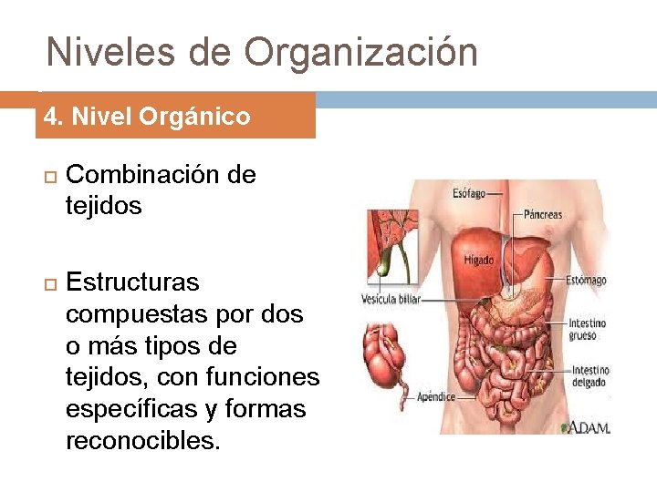 Niveles de Organización 4. Nivel Orgánico Combinación de tejidos Estructuras compuestas por dos o
