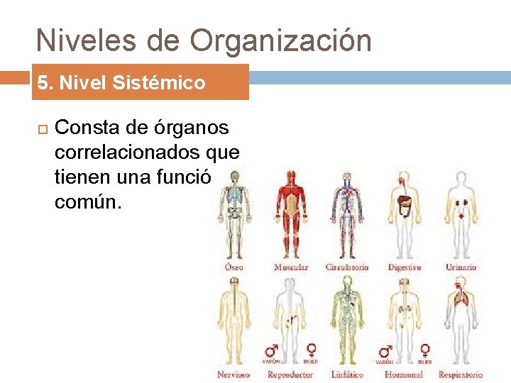 Niveles de Organización 5. Nivel Sistémico Consta de órganos correlacionados que tienen una función