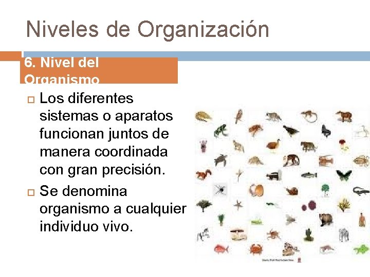Niveles de Organización 6. Nivel del Organismo Los diferentes sistemas o aparatos funcionan juntos