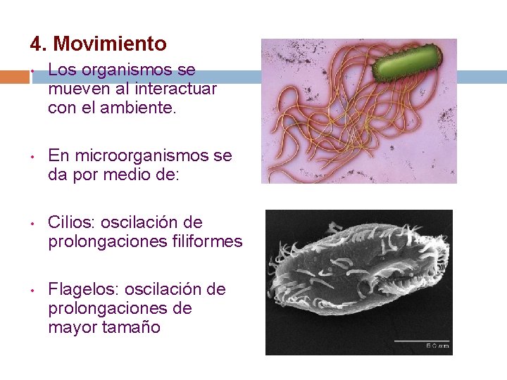 4. Movimiento • Los organismos se mueven al interactuar con el ambiente. • En