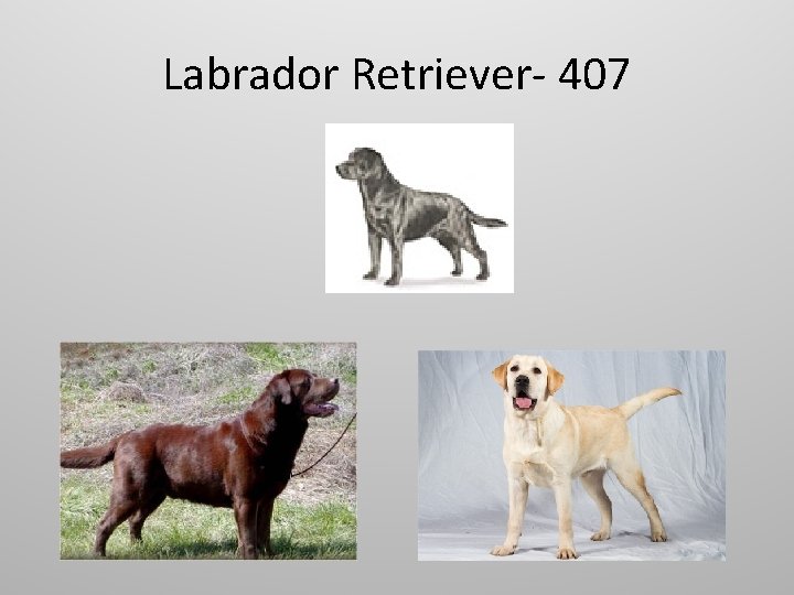 Labrador Retriever- 407 