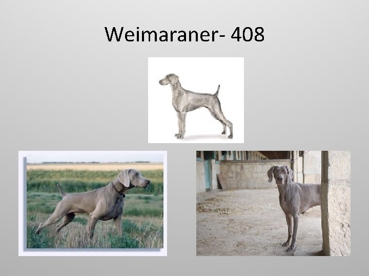 Weimaraner- 408 