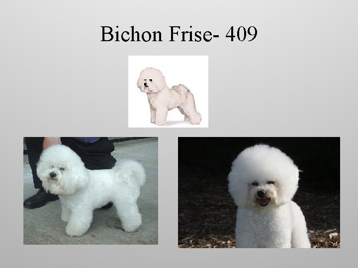 Bichon Frise- 409 
